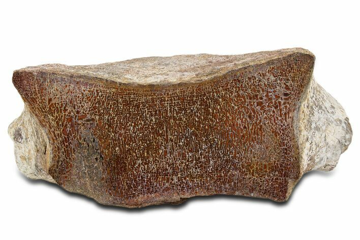 Polished Dinosaur Bone (Gembone) Vertebra - New Mexico #340055